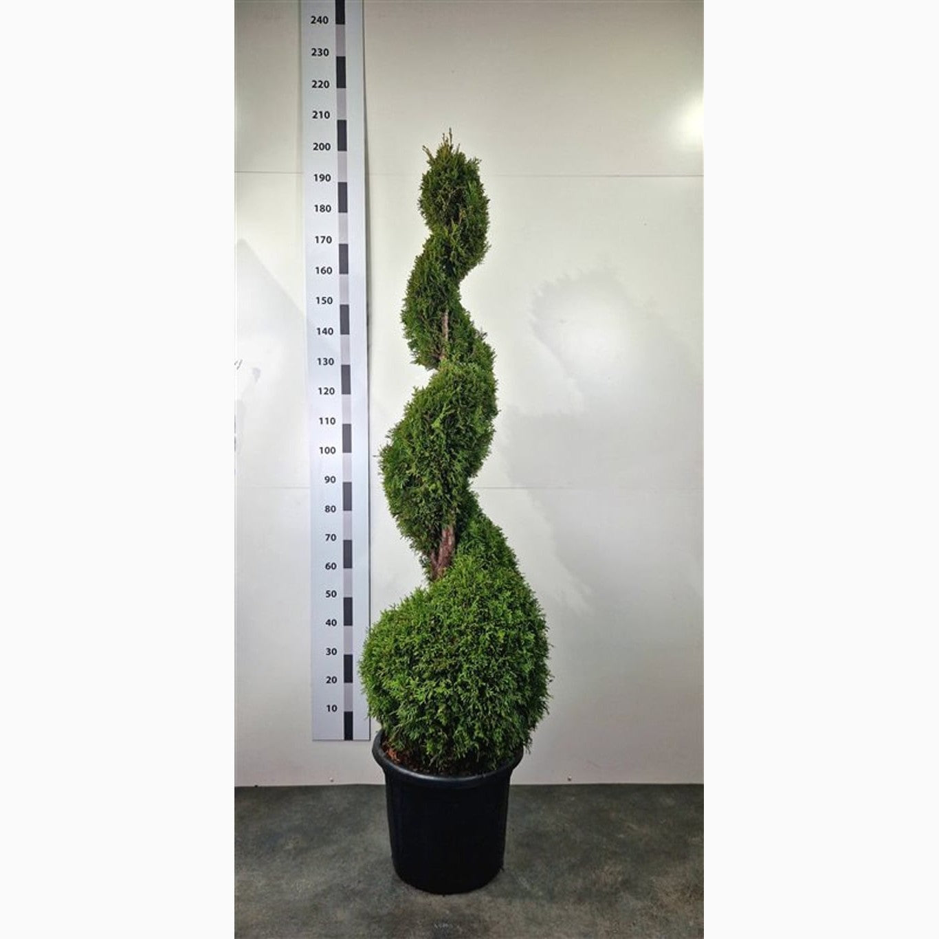 Thuja – Thuja occidentalis 'Smaragd' - 140-160 CM Spiral Cont.